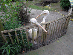 Great White Pelicans at BestZoo