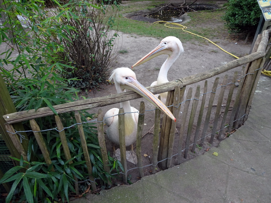 Great White Pelicans at BestZoo