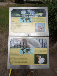 Explanation on the Pink-backed Pelican and Great White Pelican at BestZoo