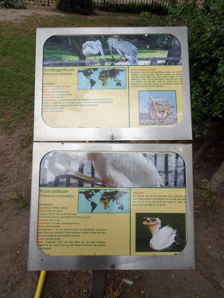 Explanation on the Pink-backed Pelican and Great White Pelican at BestZoo