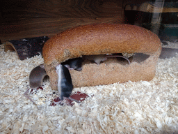 Mice in a loaf of bread at BestZoo