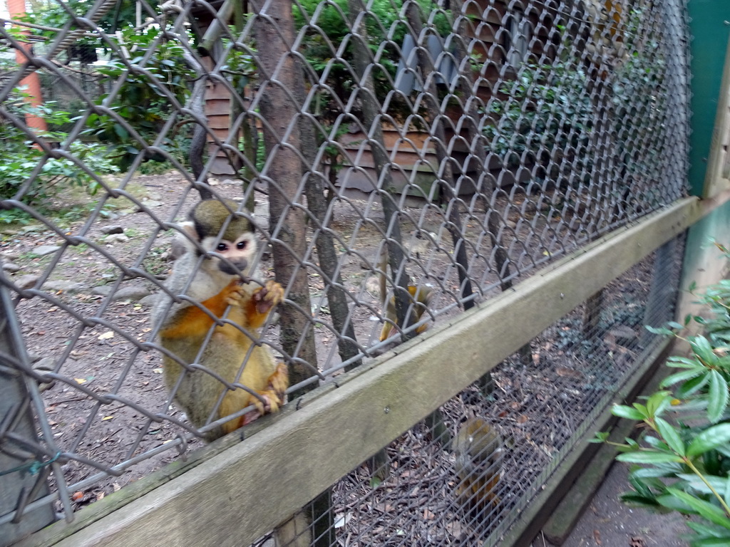 Squirrel Monkeys at BestZoo