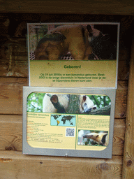 Explanation on the Southern Tamandua at BestZoo