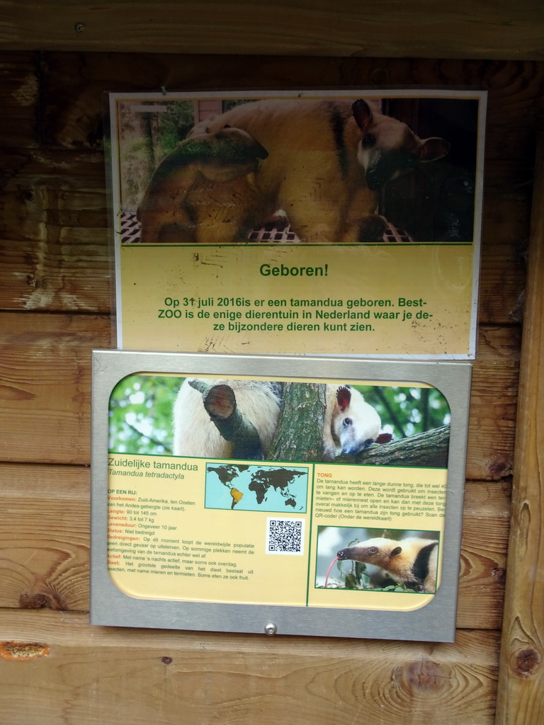 Explanation on the Southern Tamandua at BestZoo