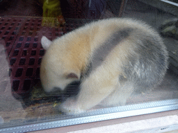 Southern Tamandua at BestZoo