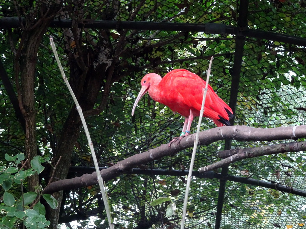 Scarlet Ibis at BestZoo