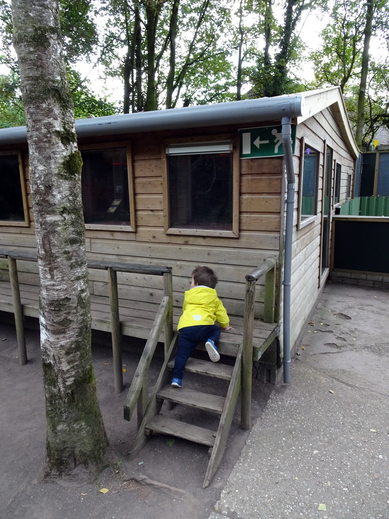 Max climbing up the stairs to the mouse cages at BestZoo