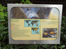 Explanation on the Yellow-throated Marten at BestZoo