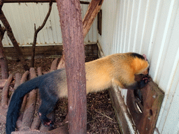 Yellow-throated Marten at BestZoo