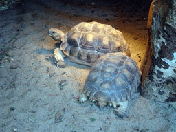 African Spurred Tortoises at BestZoo