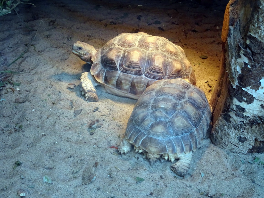African Spurred Tortoises at BestZoo