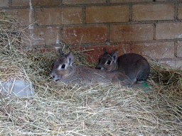 Chacoan Maras at BestZoo