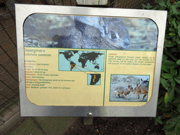 Explanation on the Chacoan Mara at BestZoo