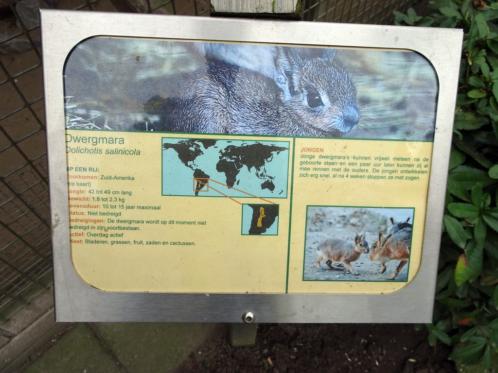 Explanation on the Chacoan Mara at BestZoo