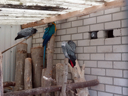 Parrots at BestZoo