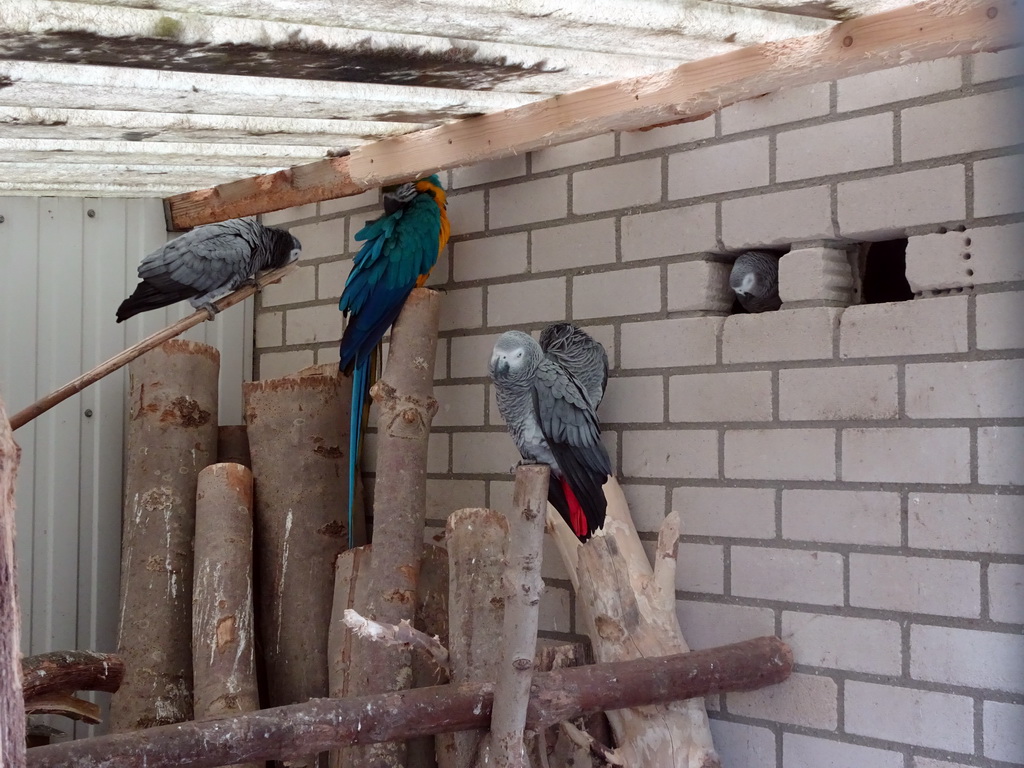 Parrots at BestZoo