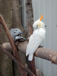 Parrots at BestZoo