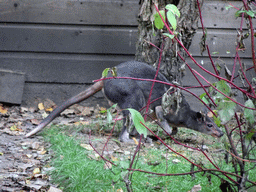 Wallaby at BestZoo