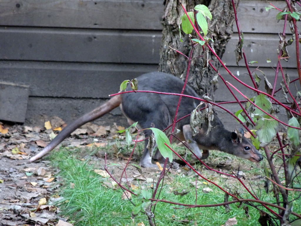 Wallaby at BestZoo