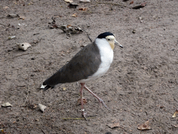 Bird at BestZoo