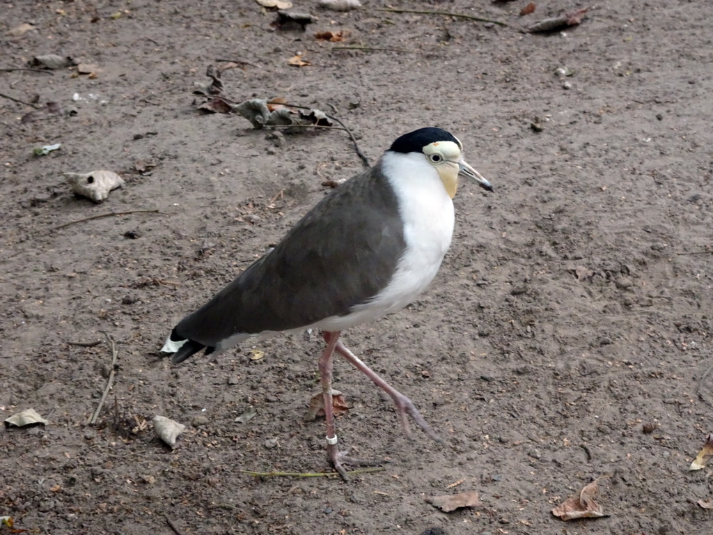 Bird at BestZoo