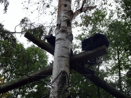 Binturongs in a tree at BestZoo