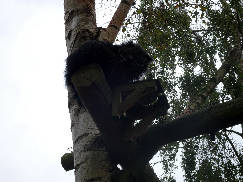 Binturongs in a tree at BestZoo