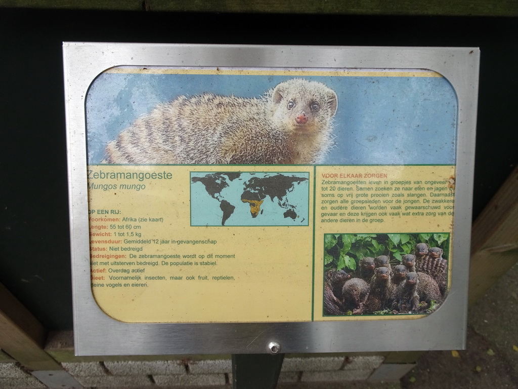 Explanation on the Banded Mongoose at BestZoo