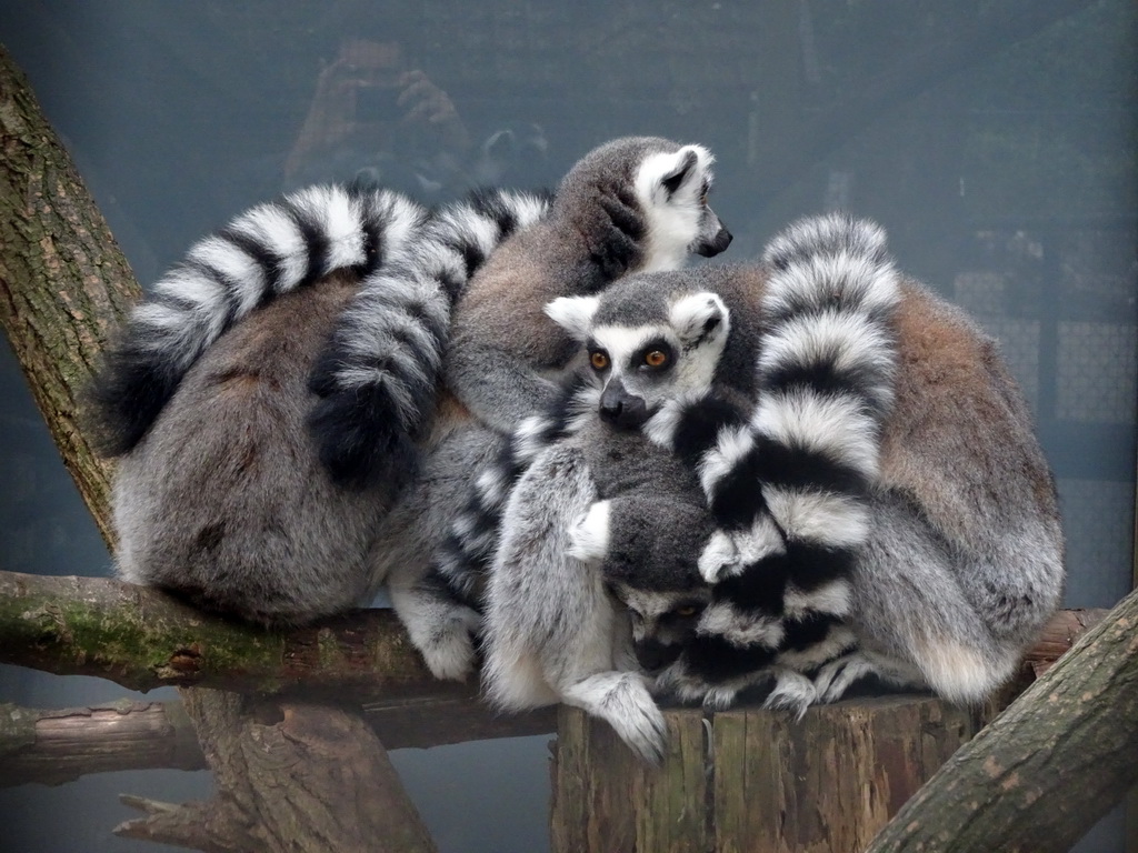 Ring-tailed Lemurs at BestZoo