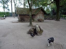 Chickens and Goats at BestZoo