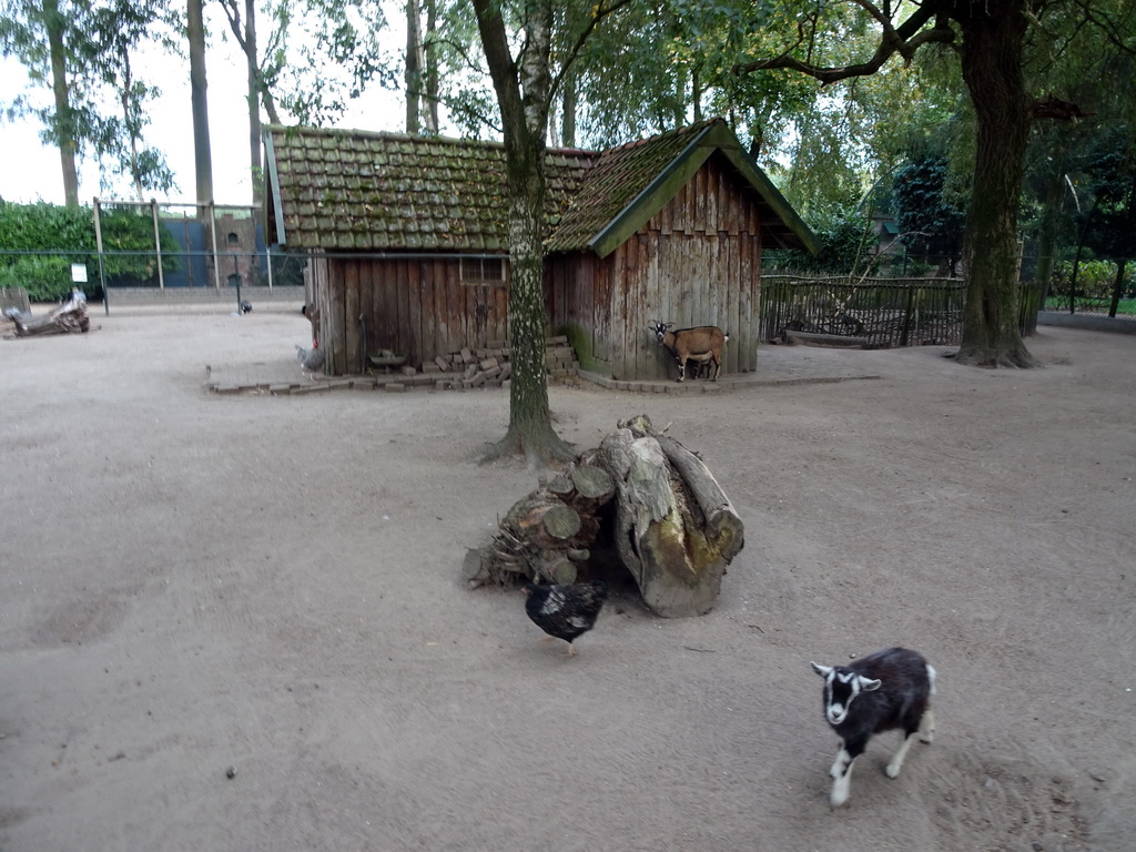Chickens and Goats at BestZoo