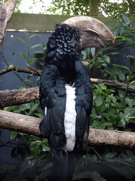 Silvery-cheeked Hornbill at BestZoo