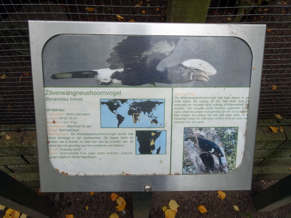 Explanation on the Silvery-cheeked Hornbill at BestZoo