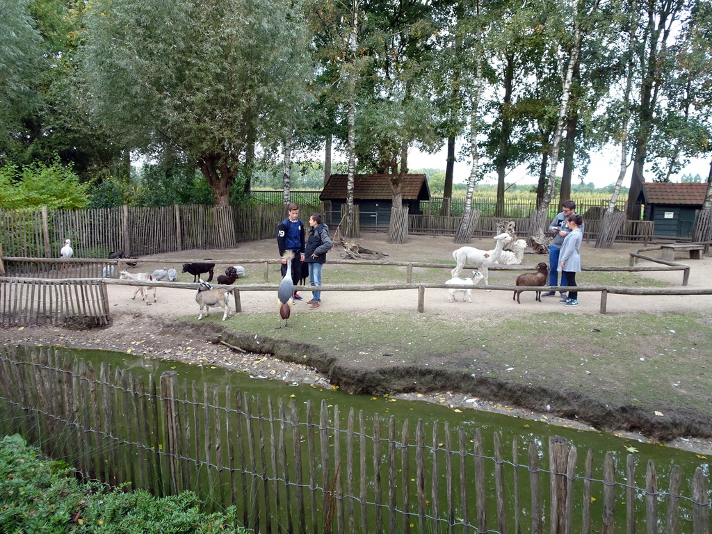 Alpaca, Goats, Sheep and Chickens and other animals at BestZoo