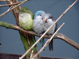 Parrots at BestZoo