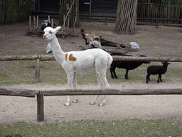 Alpaca, sheep and birds at BestZoo