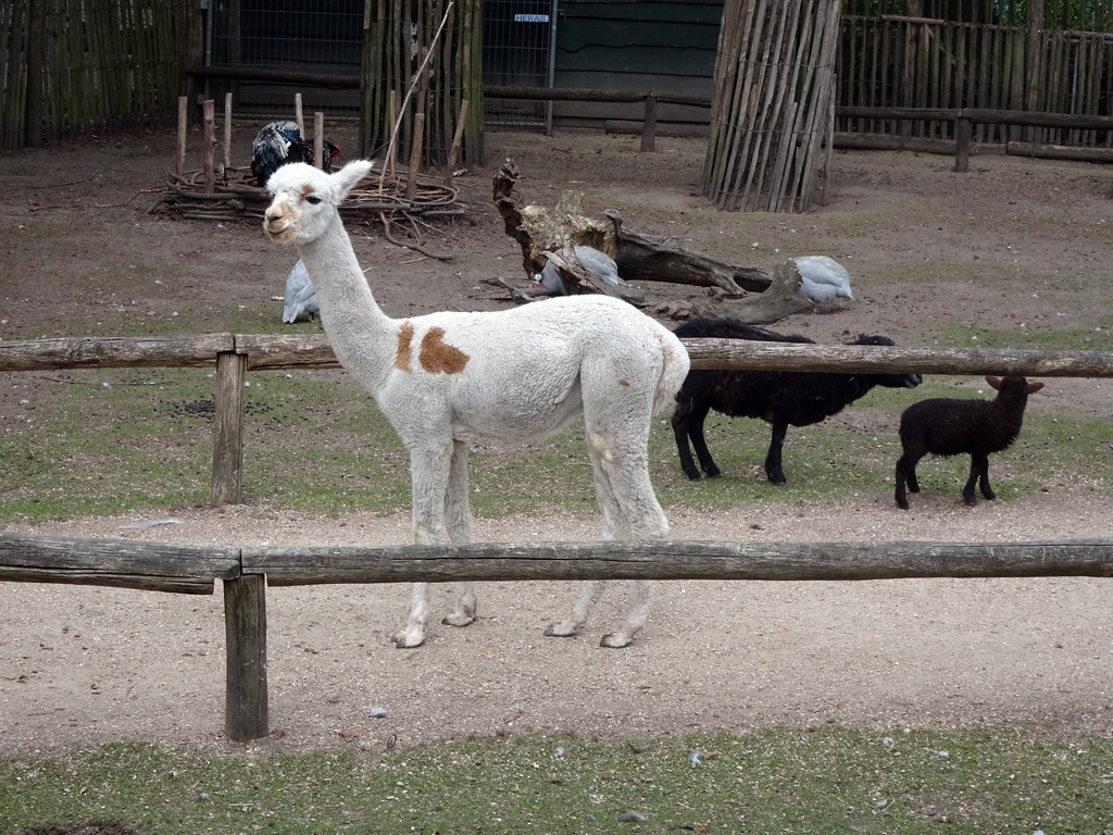 Alpaca, sheep and birds at BestZoo