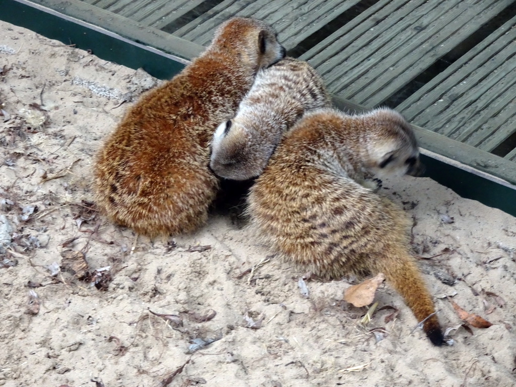 Meerkats at BestZoo