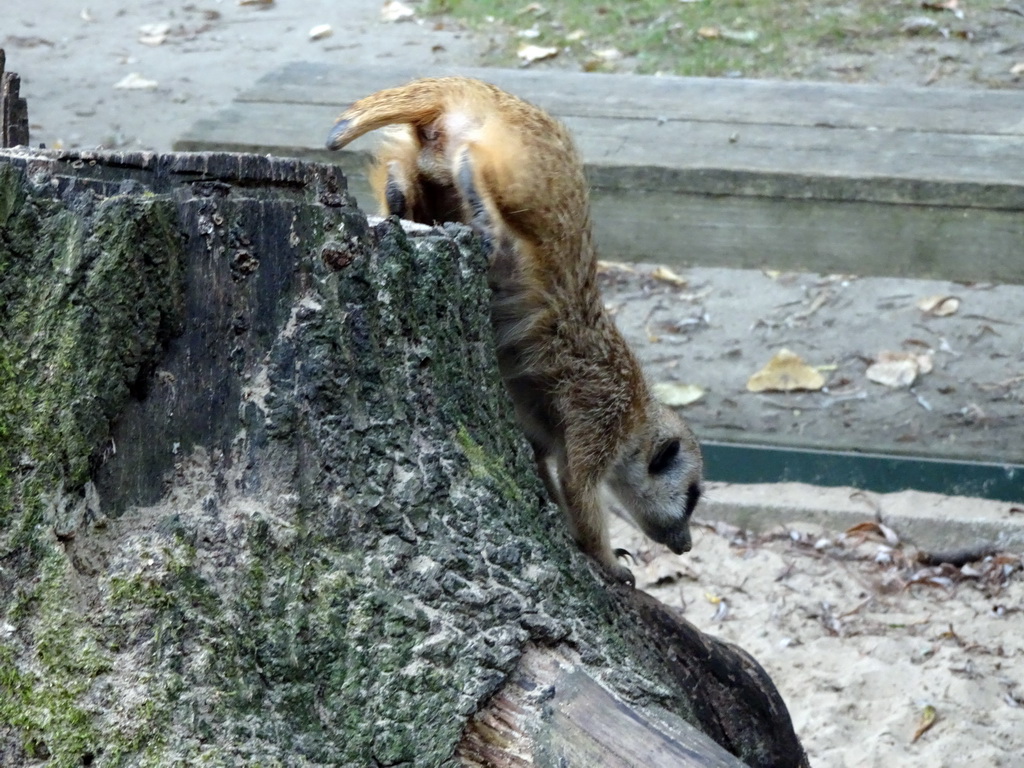 Meerkat at BestZoo