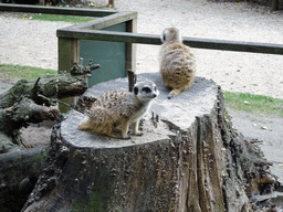 Meerkats at BestZoo