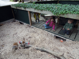 Max in a walkway at the Meerkats at BestZoo