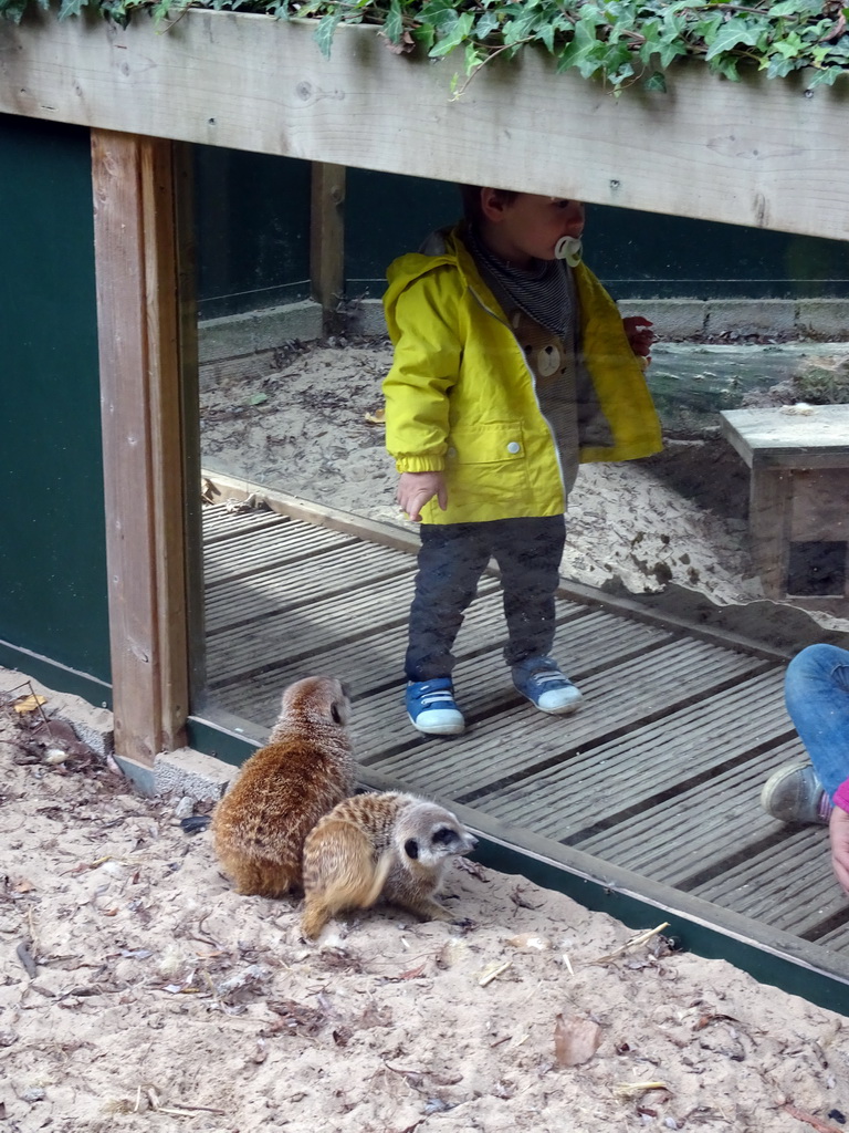 Max in a walkway at the Meerkats at BestZoo