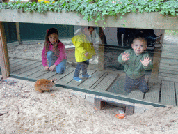 Max in a walkway at the Meerkats at BestZoo