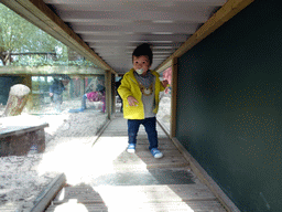 Max in a walkway at the Meerkats at BestZoo