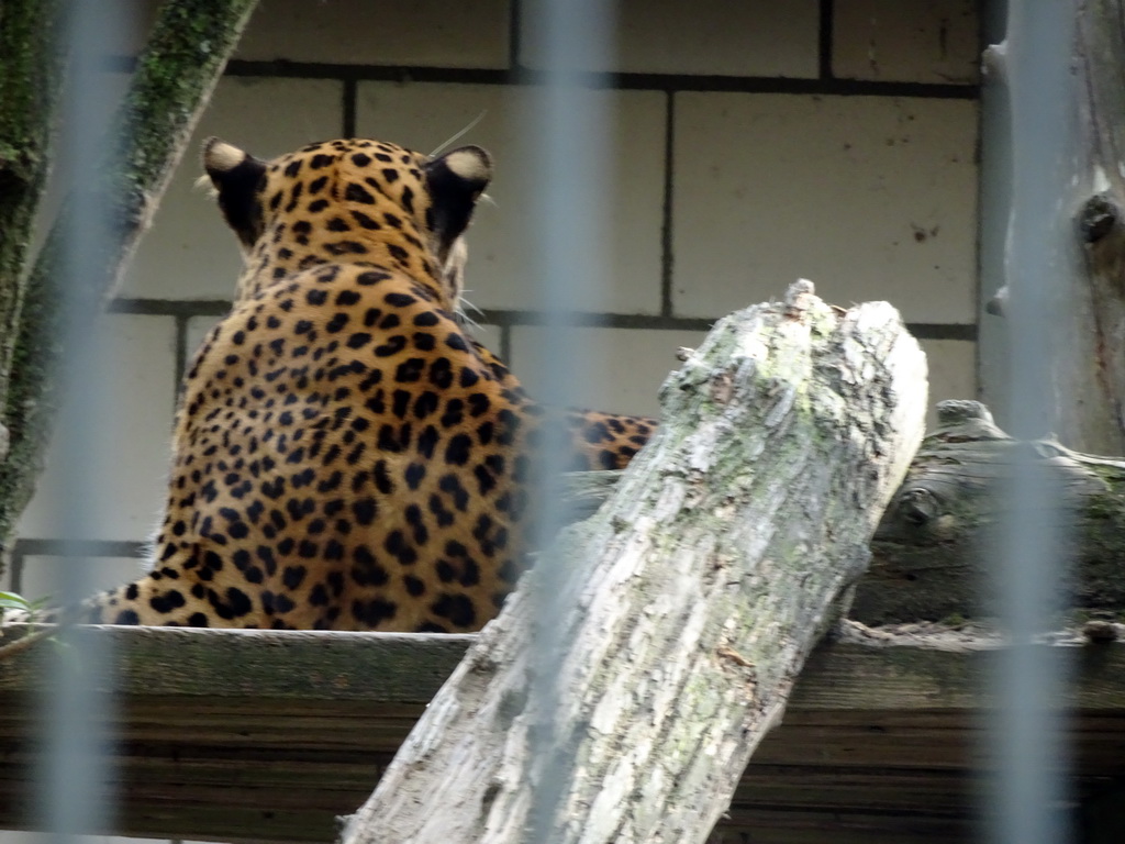 Sri Lankan Leopard at BestZoo