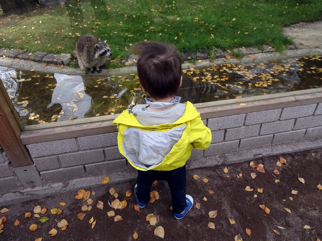 Max with Raccoons at BestZoo