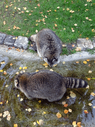 Raccoons at BestZoo