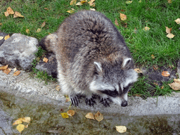 Raccoon at BestZoo