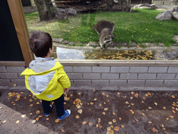 Max with Raccoons at BestZoo