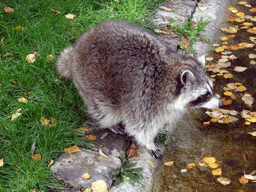 Raccoon at BestZoo